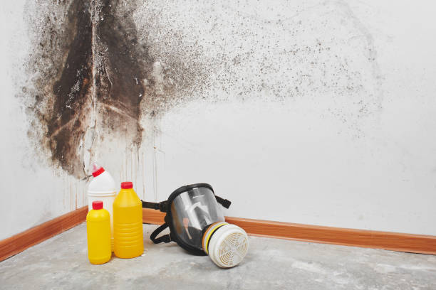 Certified Mold Removal in Metzger, OR