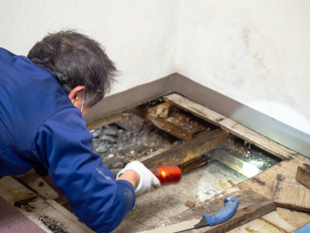 Best Commercial Mold Removal  in Metzger, OR