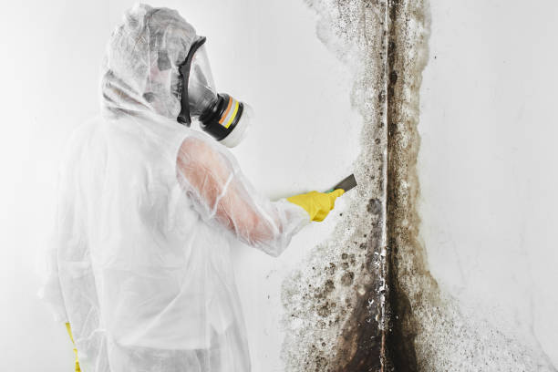 Best Mold Remediation  in Metzger, OR