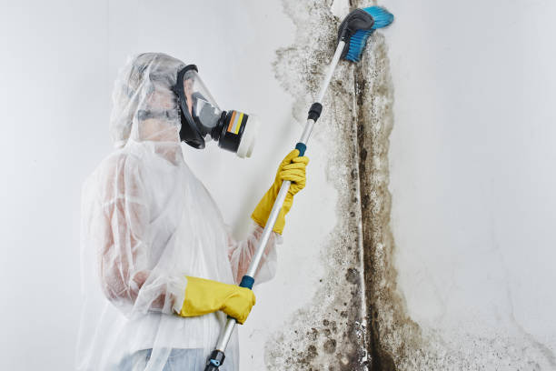 Best Professional Mold Removal  in Metzger, OR