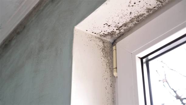 Office Mold Removal Services in Metzger, OR