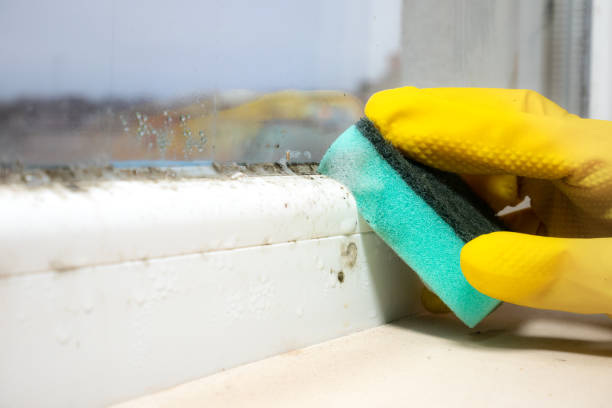 Best Residential Mold Removal  in Metzger, OR