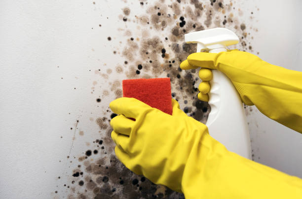 Best Home Mold Removal  in Metzger, OR