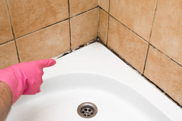 Best Attic Mold Removal  in Metzger, OR