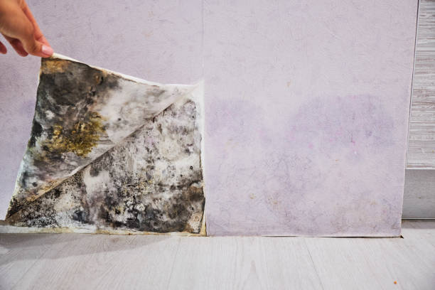 Best Certified Mold Removal  in Metzger, OR